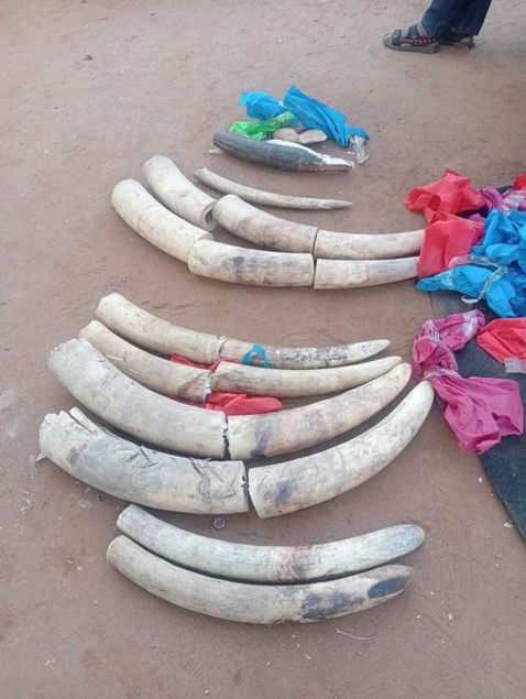Two arrested with elephant tusks valued at Sh11 million in Namanga, Kajiado County