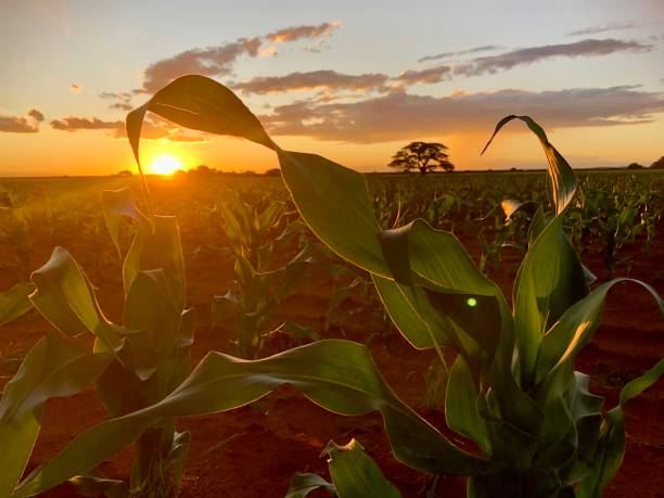 Our Family Land Produced Nothing for Decades Until a Buried Secret Was Unearthed