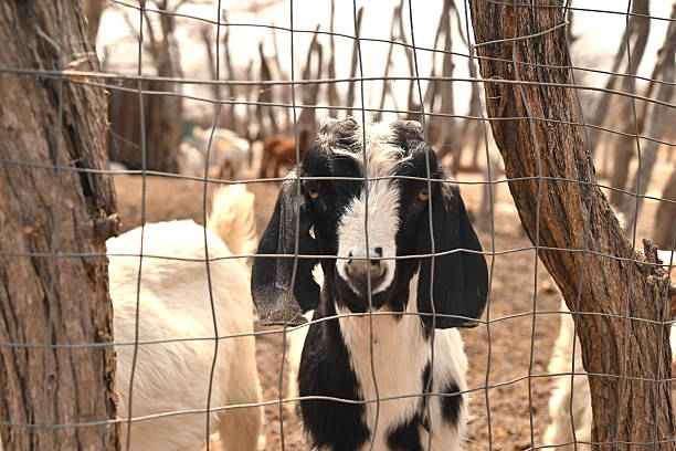 Drama In Kisii As a Man Is Caught Intimate With a Goat And Blames His Wife For Being Selfish