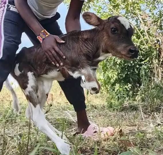 Cow gives birth to calf with human legs