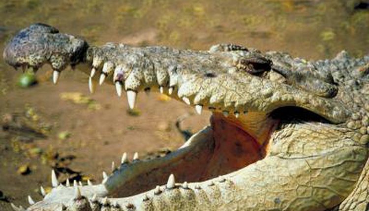 Tragedy as crocodile attacks and kills man in Kendu Bay, Lake Victoria